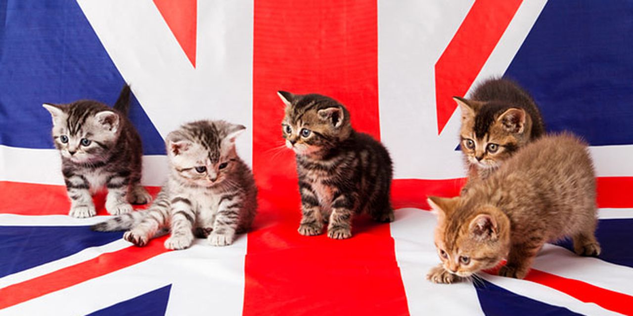 питомцы в британии. рассказ про кошку 3 класс по английскому. Kitten на русский с английского. котенок карточка для детей. Kitten на русский с английского.