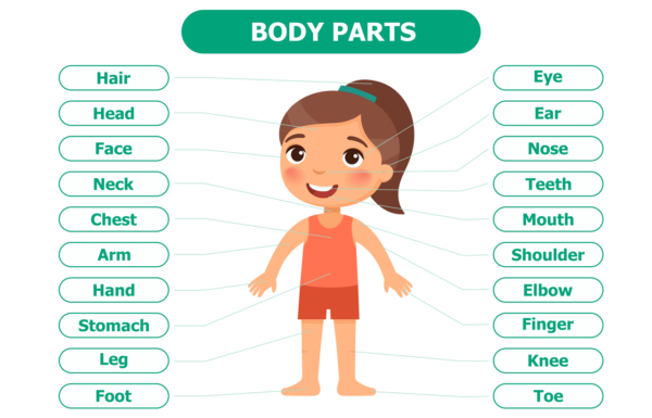Названия частей человеческого тела на английском